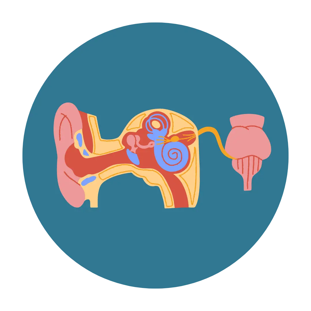 ear nose throat doctor